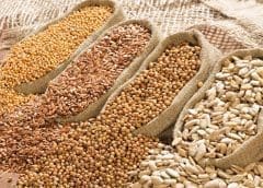 Thumbnail for China oilseed production forecast up on favorable government policies