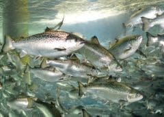Thumbnail for Andfjord Salmon, Skretting, Zooca partner on plankton-based salmon feed