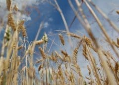 Thumbnail for Expected Ukraine export resumption pressure wheat futures to five-month lows