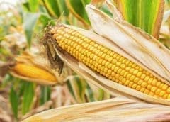 Thumbnail for EU launches US$1.35 billion Nigerian Green Energy Project for sustainable agriculture