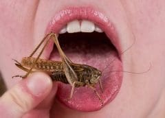 Thumbnail for Fera Science opens US$1m insect feed research laboratory