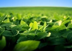 Thumbnail for Canola and Soy output forecast bullish amid tightening grain market