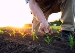 Thumbnail for USDA invests US$300m in organic farming transition initiative