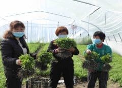 Thumbnail for Tate & Lyle expands sustainable stevia programme in China following successful on-farm pilot