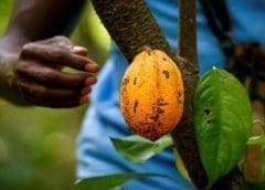 Thumbnail for Ivory Coast expects full cocoa traceability from the 2023/2024 season