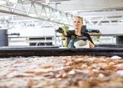 Thumbnail for USDA unexpected soy yield cut causes price shock