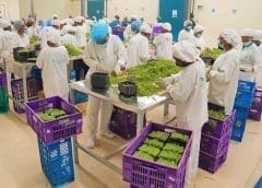 Thumbnail for Garden Fresh opens Rwanda’s first privately owned fresh produce packhouse