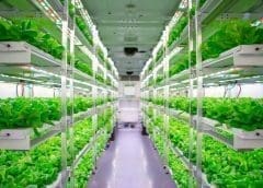 Thumbnail for Federal Appeals Court upholds USDA organic certification for hydroponic crops