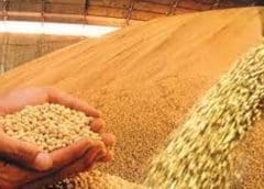 Thumbnail for Nigeria sorghum production expected to increase to 7 million tonnes