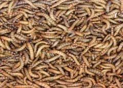 Thumbnail for FreezeM and Hermetia partner to optimize insect protein production