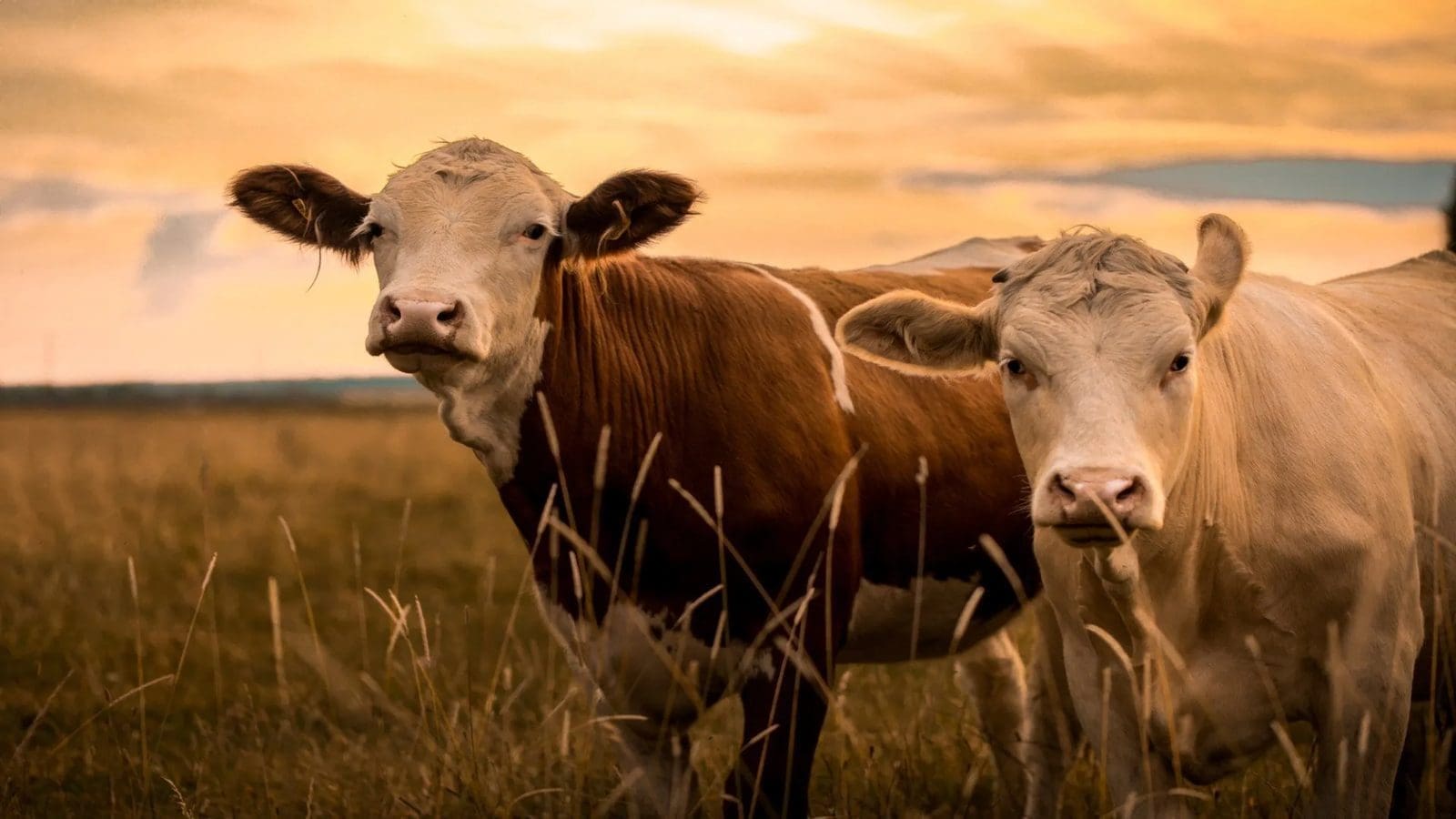 Namibia advances livestock price equalisation fund for northern communal farmers