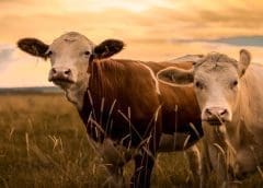 Thumbnail for Ugandan dairy export earnings total about US$103M in FY2021/2022