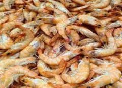 Thumbnail for Vietnam shrimp farmers grapple with rising production costs as farmgate prices tumble