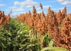 Thumbnail for Togo installs US$251m soybean processing plants