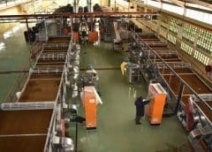 Thumbnail for Kenya Tea Development Agency rolls out SAP technology to improve efficiency