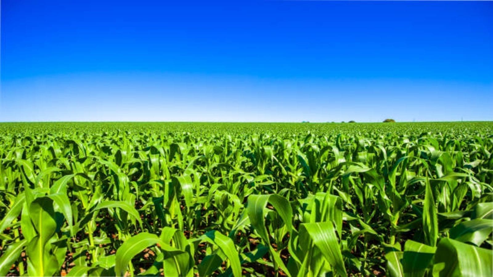 Thumbnail for Nigeria aims to increase maize production to 10MT per hectare by 2025