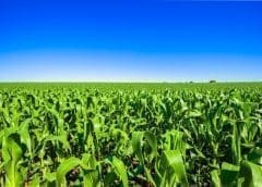 Thumbnail for African Development Bank approves US$66M loan to strengthen agricultural development in Tanzania