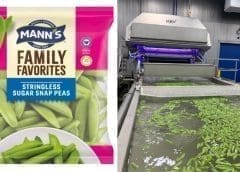 Thumbnail for Mann Packing invests US$2.5m in two new optical sorters to increase snap peas output and efficiency