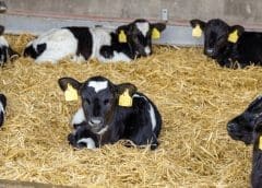 Thumbnail for DSM updates animal feed vitamin fortification guidelines for optimum health and performance