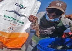 Thumbnail for Cargill forms new joint venture in Ecuador to bolster shrimp feed production
