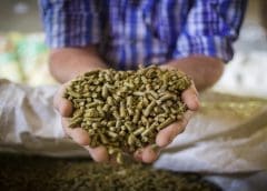 Thumbnail for EU compound feed production to shrink by 5M tonnes due to heard size reductions, diseases