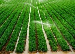 Thumbnail for Morocco allocates more budget for irrigation programs to mitigate the effect of dwindling water resources