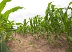 Thumbnail for Togo eyes transforming agricultural model with Agricultural Transformation Agency