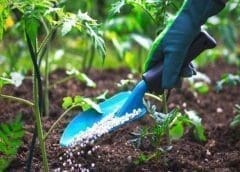 Thumbnail for Madagascar calls for OCP investment to achieve self-sufficient farming