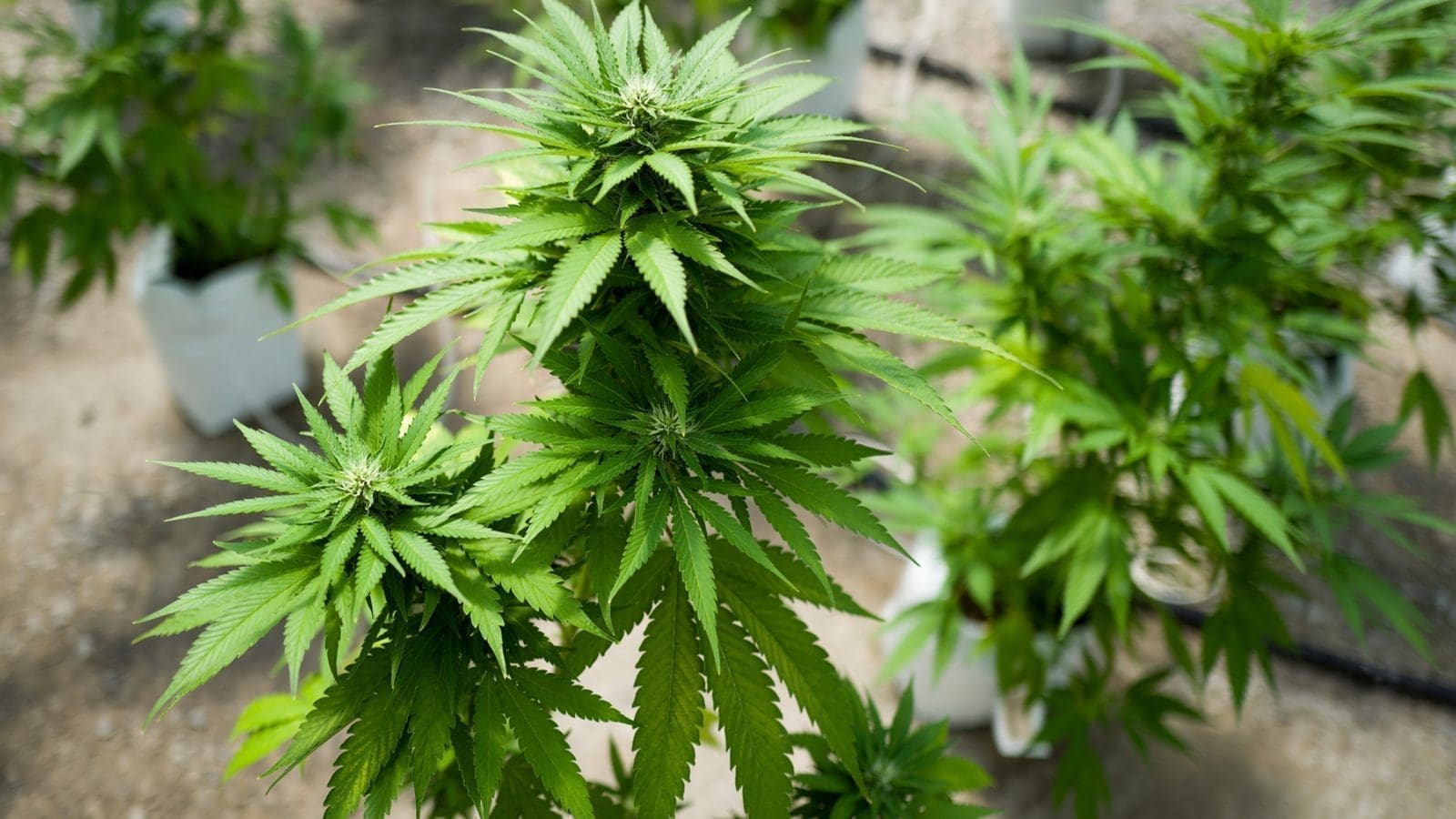 Thumbnail for Morocco avails 50 additional cannabis licenses to 20 players, cannabis-infused food& beverage business boom in Thailand