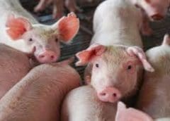 Thumbnail for Persistent outbreak of African Swine Fever casts dark shadow on South African pig industry