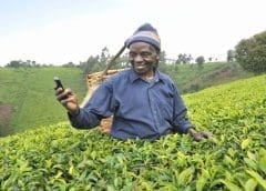 Thumbnail for KTDA’s microfinance unit defaults US$10.4m loan terms of Dutch development bank FMO