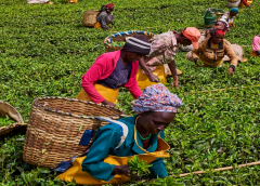 Thumbnail for Starbucks suspends tea purchases from James Finlay’s tea estate in Kenya over sex for work scandal