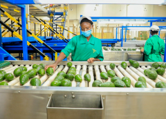 Thumbnail for Kakuzi Plc in talks with leading Chinese importer to double avocado exports to China, invests US$0.95m in expanding production