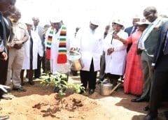 Thumbnail for Zimbabwe eyes US$143m from horticulture exports by 2024