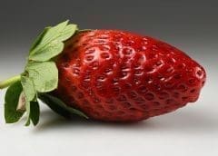 Thumbnail for Singrow debuts world’s first climate-resilient strawberry variety using advanced genomics technology