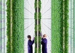 Thumbnail for Plenty Unlimited expands capabilities with world’s largest and most advanced vertical farming projects