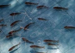 Thumbnail for Western Kenya fish farmers supplied with fish fingerlings to boost smallholder aquaculture development