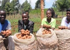 Thumbnail for KTDA microfinance subsidiary Greenland Fedha offers cheap growth loans to tea growers