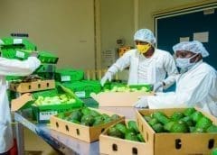 Thumbnail for Rwanda eyes 600% avocado export growth by 2026