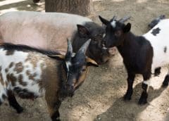 Thumbnail for French businessmen to invest in Angolan agriculture and livestock sectors
