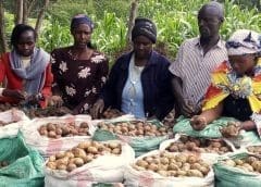 Thumbnail for New potato consortium launched in Kenya to boost access to farming inputs and market