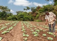 Thumbnail for Africa to benefit from US$10 billion food production fund; AfDB