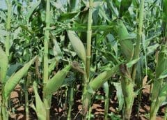 Thumbnail for Zambia allocates 20,000 hectares of farmland to Kenya maize growers to boost local supplies