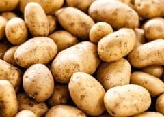 Thumbnail for Solynta partners with PepsiCo to localize high- yielding potatoes seeds in Ethiopia