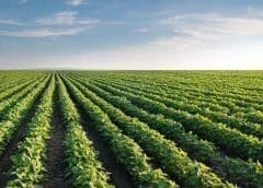 Thumbnail for PepsiCo invests US$216m in regenerative agricultural projects in USA