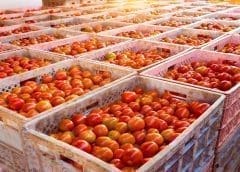 Thumbnail for Morocco’s tomato exports soar in early 2024 surpassing five-year average