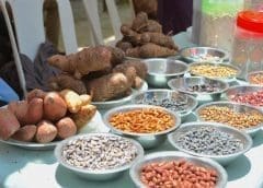Thumbnail for TOSCI advances counterfeit seed fight with new certification standards