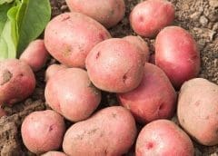 Thumbnail for Kenya starts planting Memphis potato variety ahead of planned ban on imported sliced potatoes