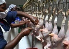Thumbnail for First semi-automated chicken abattoir starts operations in Kenya