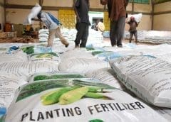 Thumbnail for Ministry of Agriculture says subsidized fertilizer lacks DAP due to its acidity nature in soil